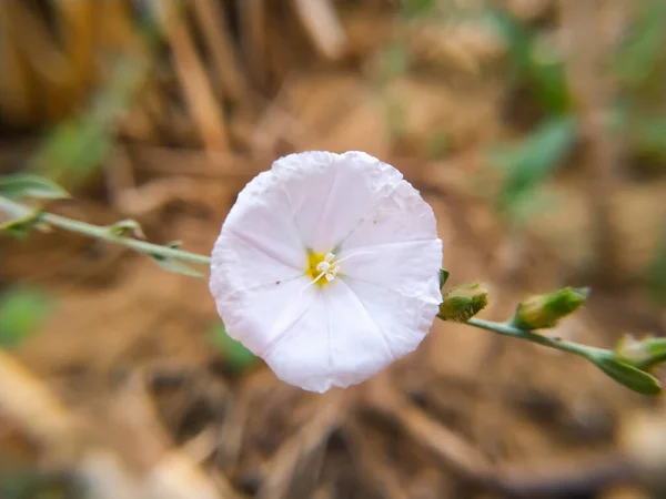 Όμορφη Bindweeds Λευκό Λουλούδι Στο Πεδίο — Φωτογραφία Αρχείου