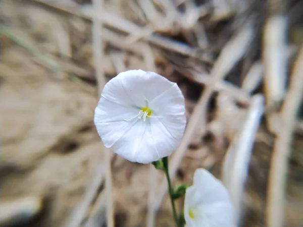Gyönyörű Reggeli Dicsőség Fehér Virág Pályán — Stock Fotó