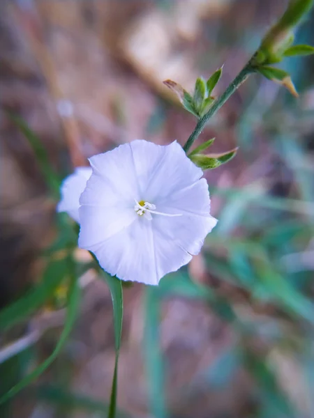 Merremia Λευκό Λουλούδι Στο Γήπεδο — Φωτογραφία Αρχείου