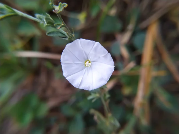 Bindweed Λευκά Λουλούδια Στον Κήπο — Φωτογραφία Αρχείου