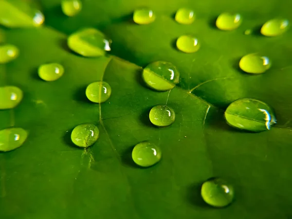 Zamknij Krople Wody Zielonych Liściach — Zdjęcie stockowe