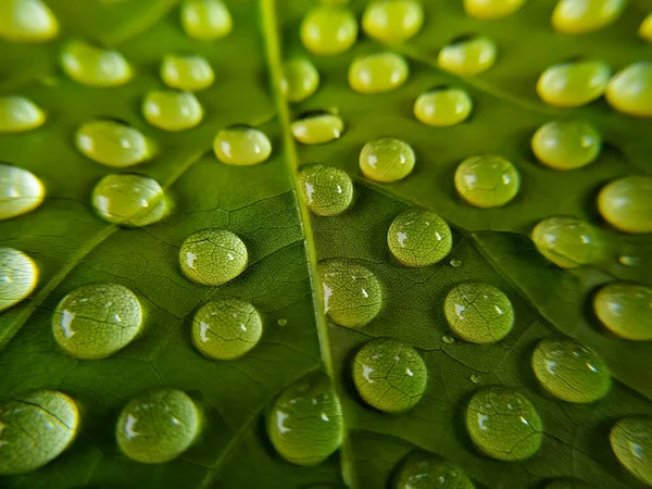 Hermosa Hoja Verde Con Gotas Agua — Foto de Stock