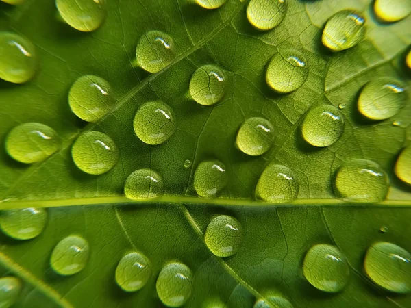 Primer Plano Hoja Verde Con Gotas Agua — Foto de Stock