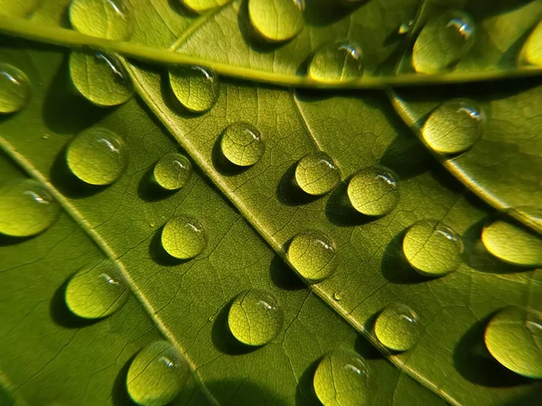 Zielony Liść Kroplami Wody Zbliżenie — Zdjęcie stockowe