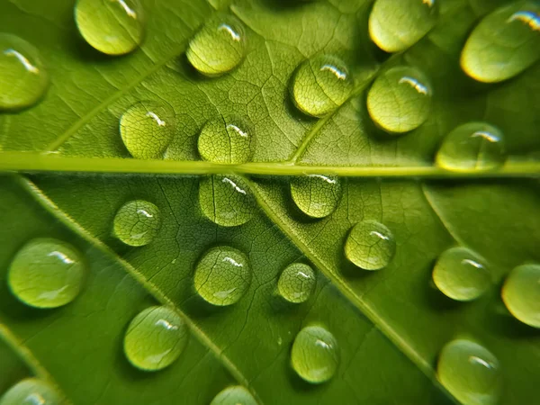 Gotas Agua Sobre Fondo Hoja Verde — Foto de Stock