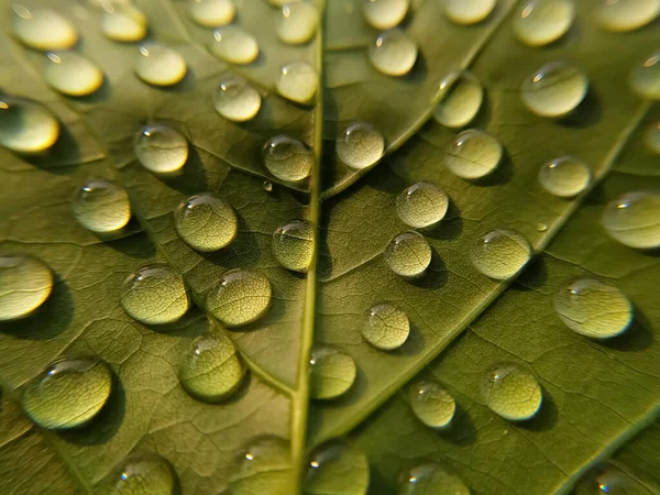 Zielone Liście Krople Wody Wykorzystywane Naturalnego Tła — Zdjęcie stockowe