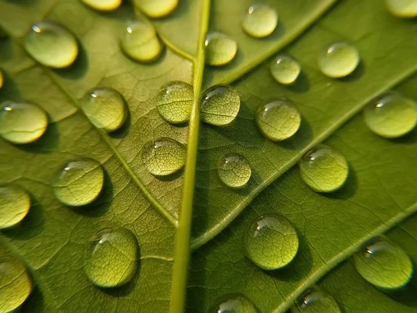 Gotas Agua Las Hojas Verdes Del Árbol Después Una Lluvia — Foto de Stock