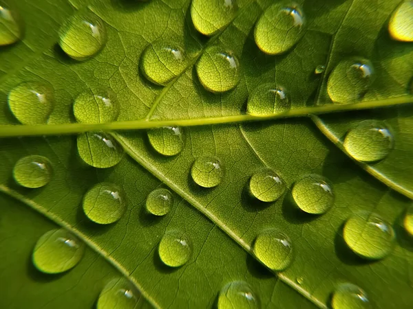 Gotas Agua Sobre Fondo Verde — Foto de Stock