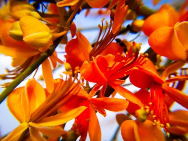 Yazın açan Capparis desidua çiçekleri