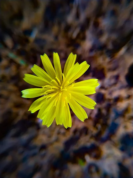 Gelbe Blume Blüht Sommer Auf Grauem Hintergrund — Stockfoto