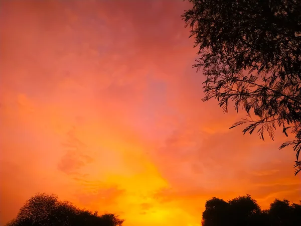 Vista Del Árbol Crepúsculo Fondo Cielo Rojo Oscuro — Foto de Stock