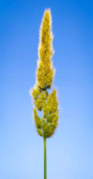 Hierba Barba Sobre Fondo Azul — Foto de Stock