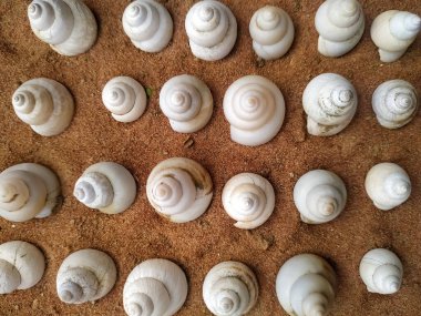 deniz kabuğu kumların arkasında