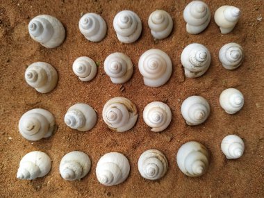 Yüksek melek görünümlü deniz kabukları