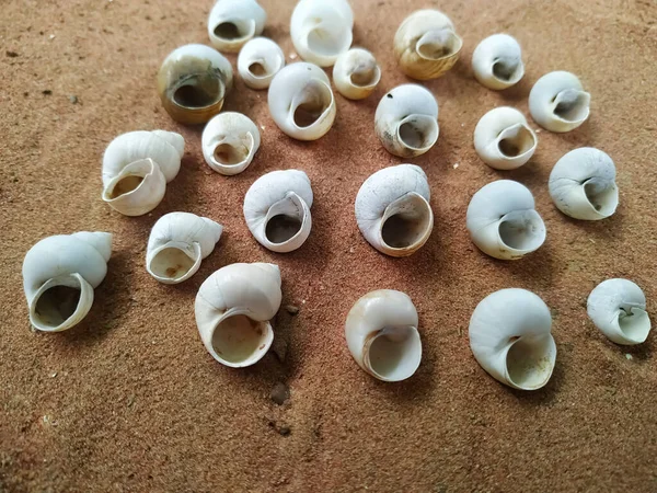 High angel view of conch on sand