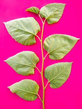Dut yaprakları pembe arka planda izole