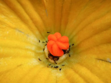 Güzel balkabağı çiçekli başlık sarı arka planda halalarla izole edilmiş.