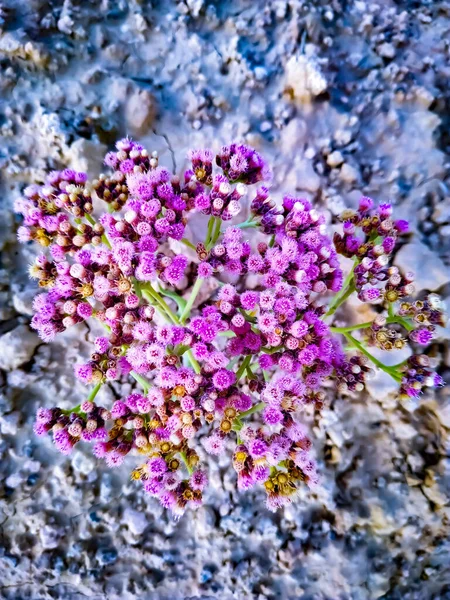 Gjeng Små Rosa Blomster Bakgrunn Den Grå Fargen – stockfoto