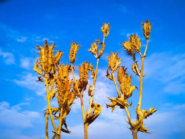 Amapola Espinosa Flores Color Dorado Sobre Fondo Azul — Foto de Stock