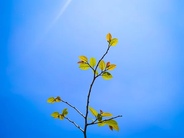 Φύλλα Φθινοπώρου Καθαρό Μπλε Φόντο Ουρανού — Φωτογραφία Αρχείου