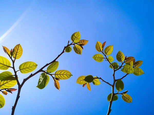 Φύλλα Φθινοπώρου Κλαδί — Φωτογραφία Αρχείου