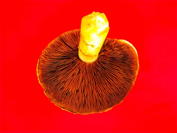 Agaricus Campestris Pink Gills Field Mushroom — Stock Photo, Image