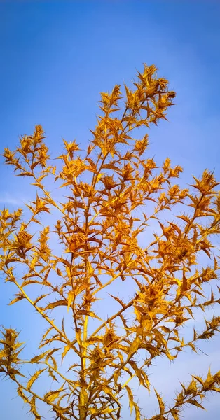 Goldene Farbe Gabel Baum Auf Blauem Hintergrund Stockbild