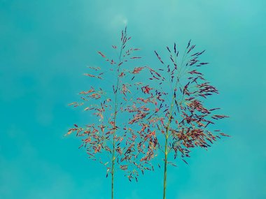 Sis renginin arka planında aşk bitkisi