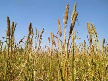 Darı tarlasının olgunlaşan kulaklarının arkaplanı, öğleden sonra mavi gökyüzü arka planında. Batan güneş ışınlarını kırsal çayırlarda kopyala. Zengin harfların doğa fotoğrafını çek.