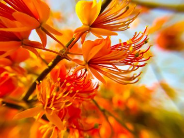 Kışın açan Capparis desidua çiçekleri