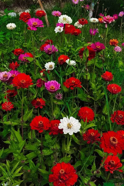 Colorful summer flowers in the garden