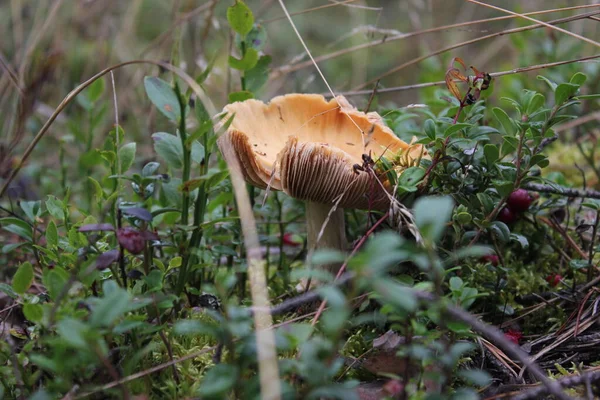 Een Kleine Paddestoel Barst Uit — Stockfoto