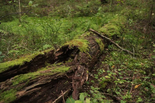 森の中の腐った木 — ストック写真