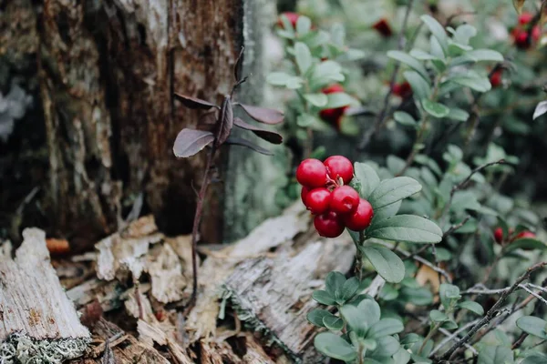 Bit Ripe Berries Cranberries — Stock Photo, Image