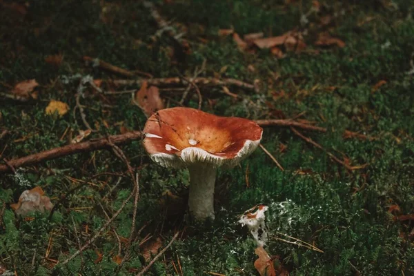 Gammal Svamp Gräset — Stockfoto