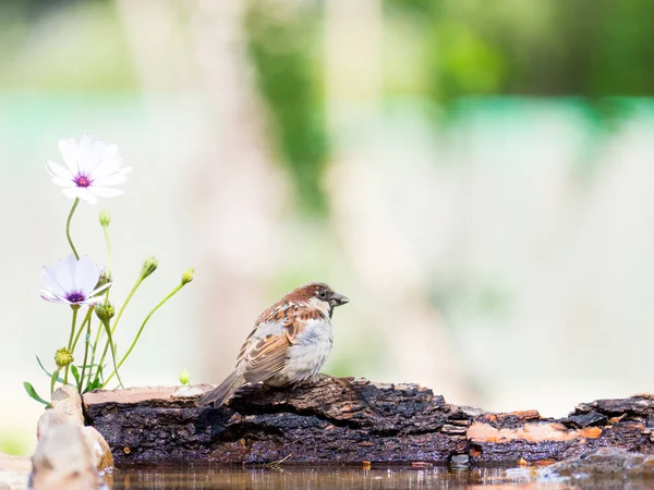 Bird on a log with flowers and water in the garden