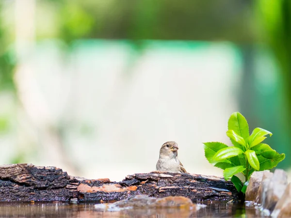 Bird on a log with plants and water