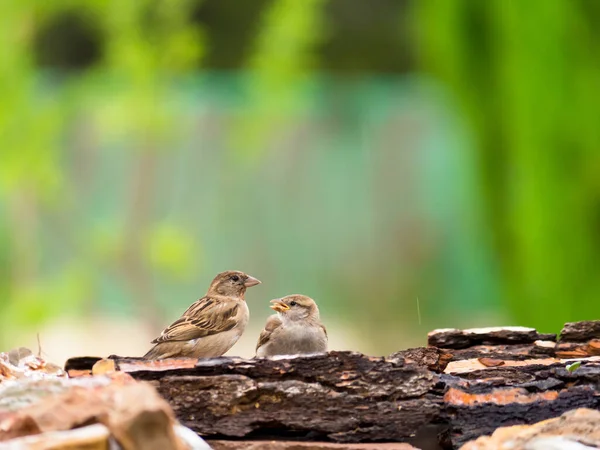 Mother and young bird on a log in the rain with plants and trees on background