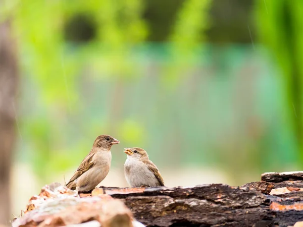 Mother and young bird on a log in the rain