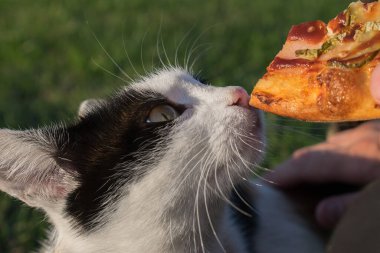 Benekli bir kedi ona verilen bir dilim pizzayı otların arka planında kokluyor. Yiyeceği olan bir hayvana yakın plan.