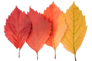Beyaz arka planda dört sonbahar yaprağı izole edilmiş. Renk farkı sarıdan kırmızıya. Sonbaharın kavramsal renkleri.