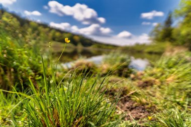 Güzel bir manzara, gölün bulanık arka planına odaklanmış küçük sarı bir çiçek..