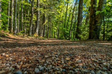 Orman manzarası alçak perspektiften, arka planda bulanıklık harika bir bahar gününde.