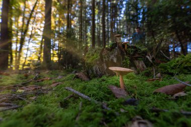 Sihirli bir ormanda sabahın erken saatlerinde. Düşük perspektifli bir mantar güneş ışığında büyüyor.