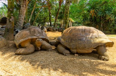 İki tropik dev kule birbirine bakıyor. Mauritius 'ta, kumdaki bir parkta..