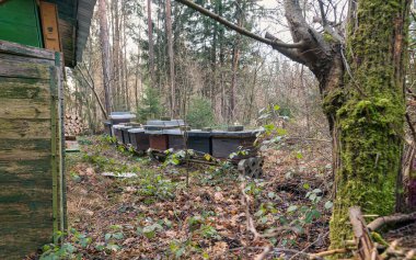 Ormandaki arıların kovanları.