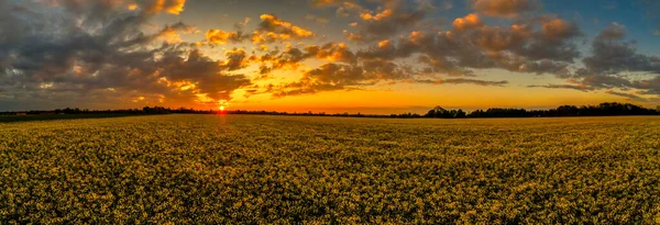 Panoramiczny Widok Mrugające Żółte Pole Rzepaku Wiosną Pomarańczowymi Chmurami Przechodzącym — Zdjęcie stockowe