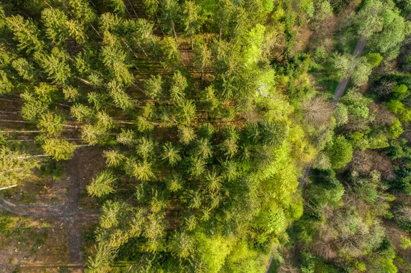 Vertical Drone Shot Top Green Trees German Green Forest — Stock Photo, Image