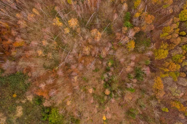 Trees Late Autumn Vertical Drone Shot — Stock Photo, Image