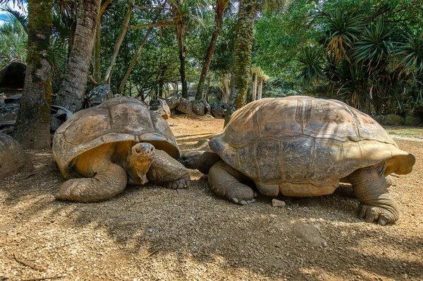 Büyük kaplumbağalar güzel Afrika adası Mauritius 'un Vanilya parkında çiftleşmek için can atıyorlar..